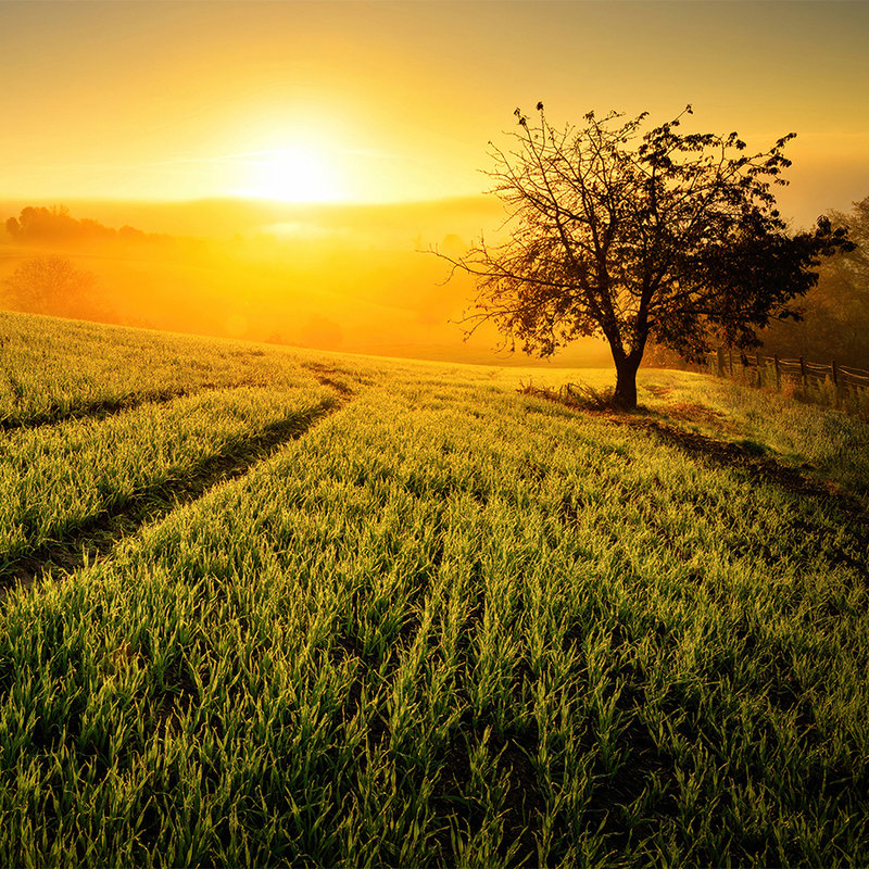 Natur Fototapete Feld im Sonnenaufgang – Perlmutt Glattvlies
