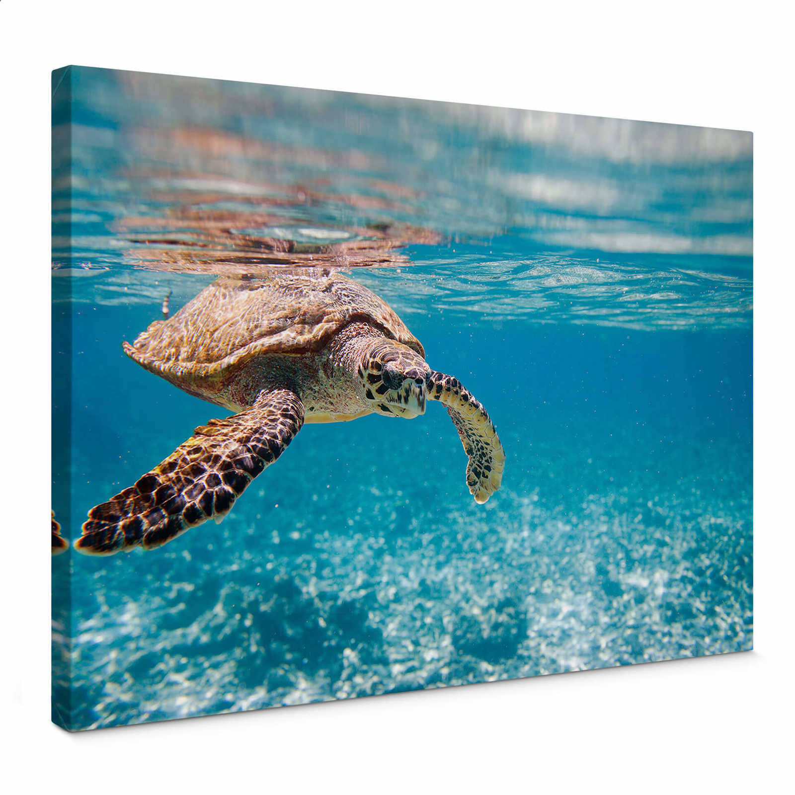 Unterwasser Leinwandbild mit Schildkröte – 0,70 m x 0,50 m
