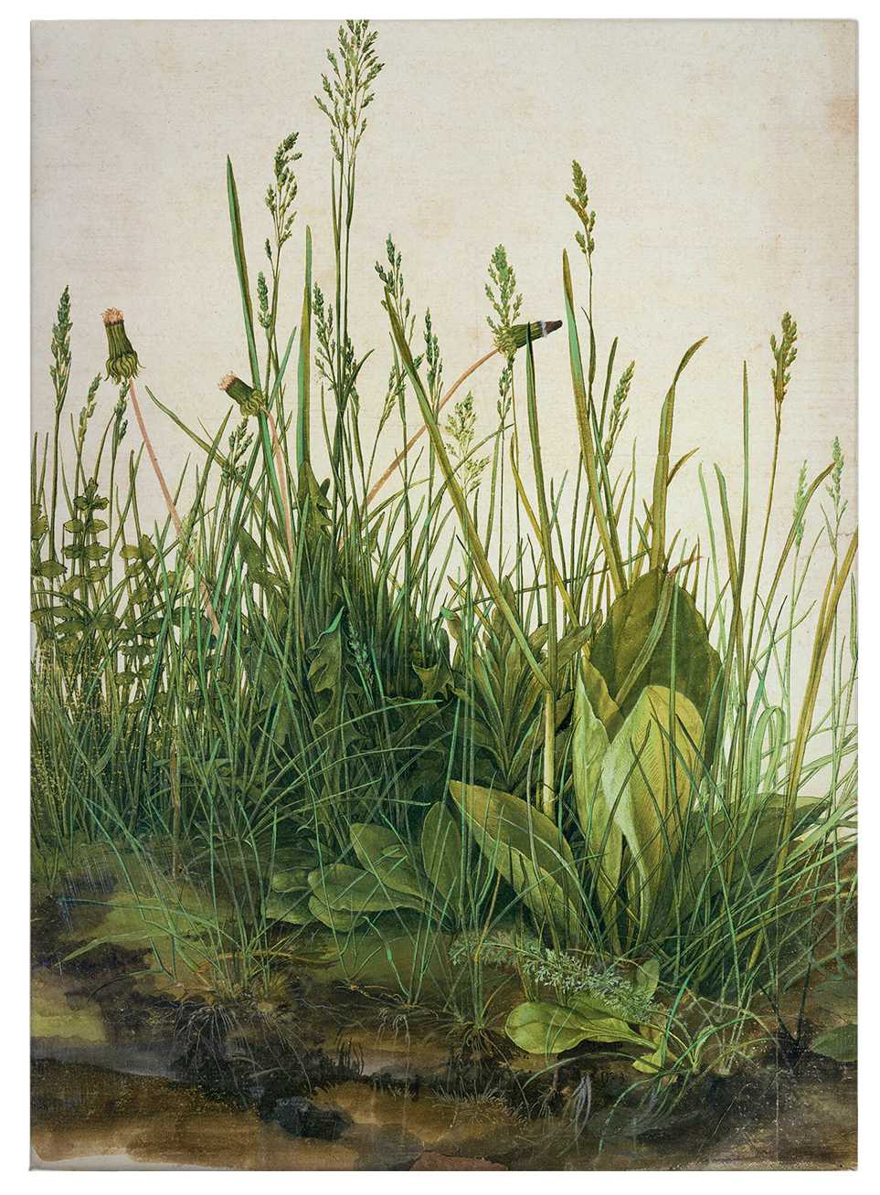             Leinwandbild "Der große Rasen" von Dürer – 0,50 m x 0,70 m
        