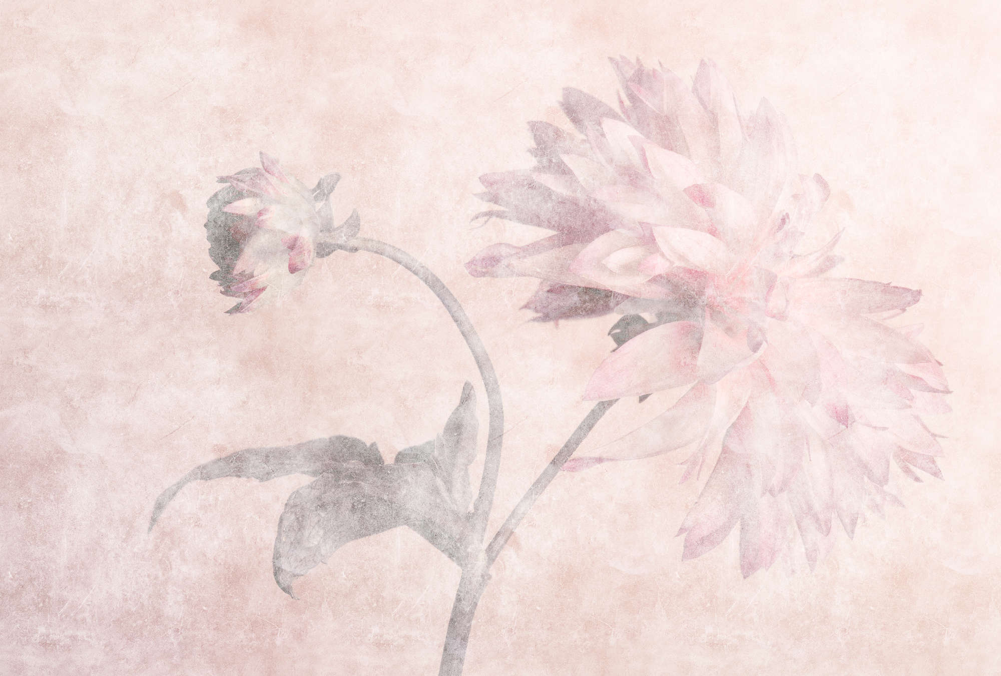             Morning Room 2 – Blumen Fototapete Dahlien im verblassten Stil
        