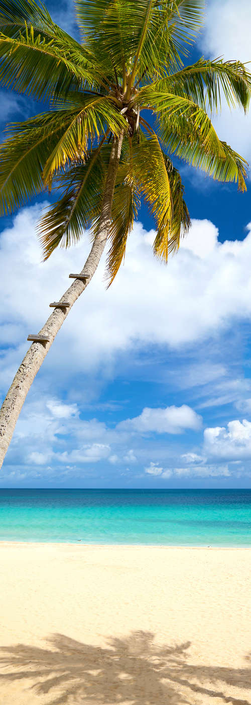            Strand Fototapete Palme am Meer auf Premium Glattvlies
        