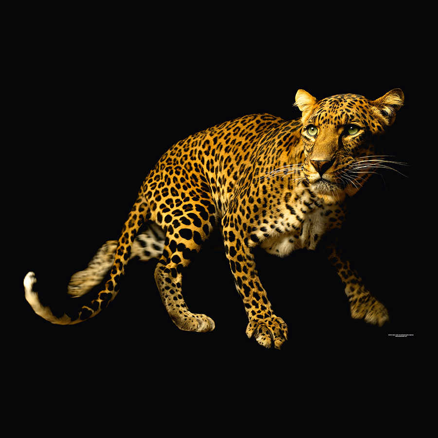 Leopard Fototapete vor schwarzem Hintergrund auf Premium Glattvlies
