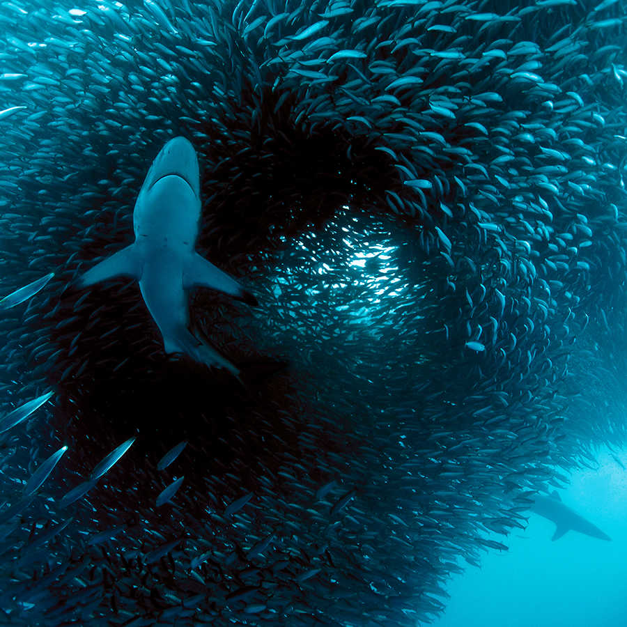 Meeres Fototapete mit Hai beim jagen auf Perlmutt Glattvlies

