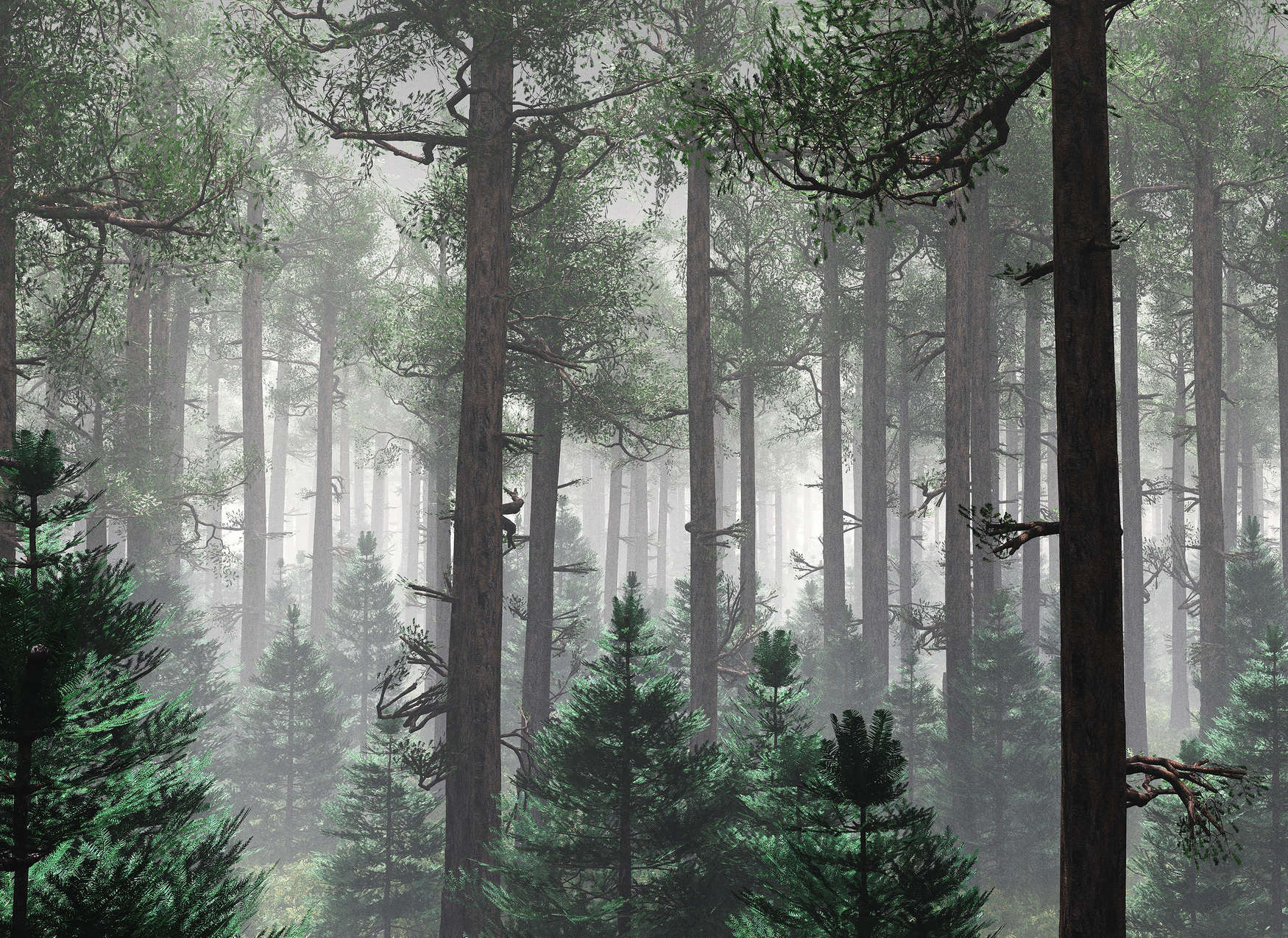             Fototapete Wald im Nebel mit großen Bäumen – Grün, Braun, Grau
        