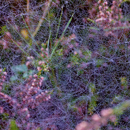         Morgentau – Fototapete Spinnengewebe im Sonnenschein
    