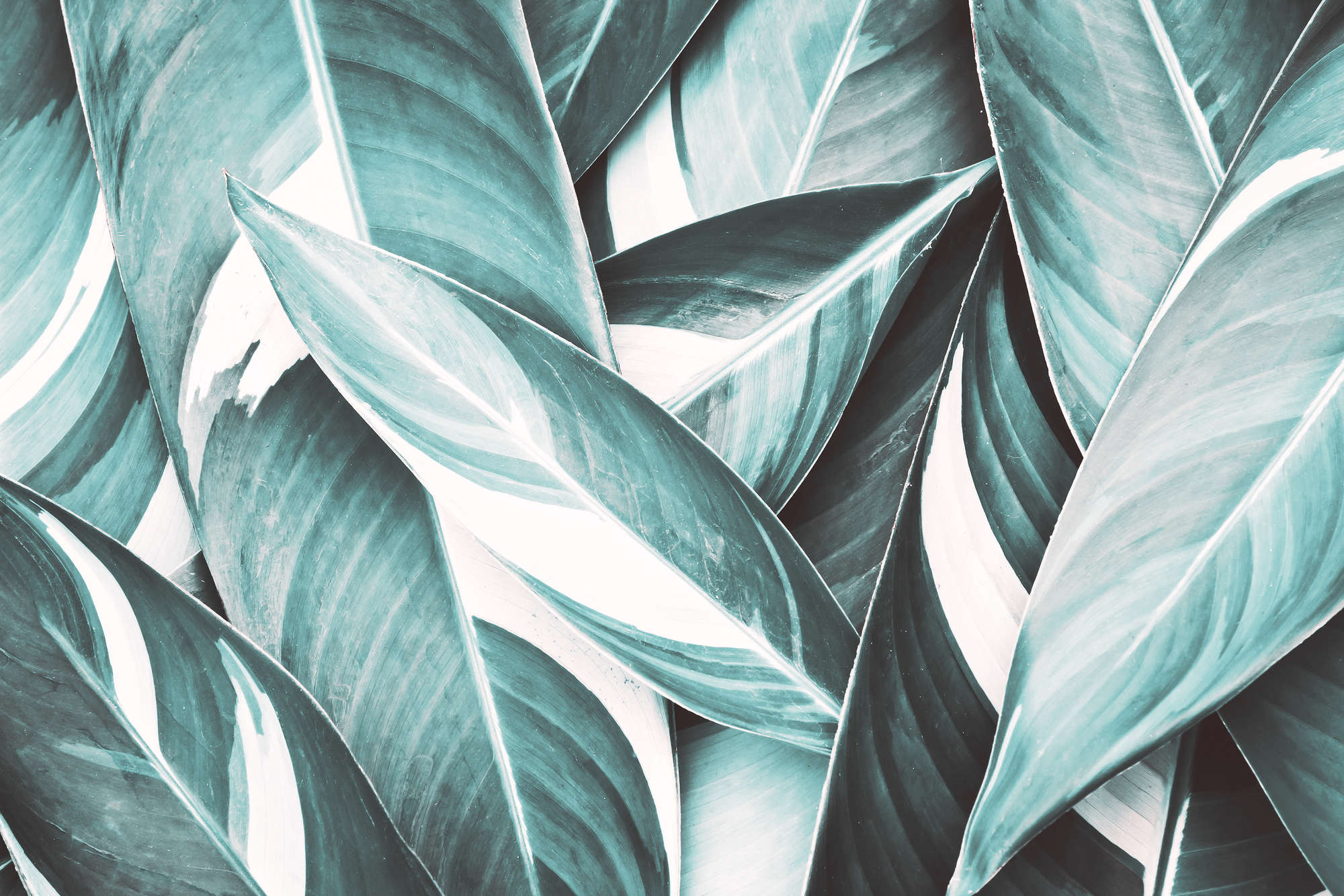             Natur Fototapete Palmenblätter Motiv grau auf Perlmutt Glattvlies
        