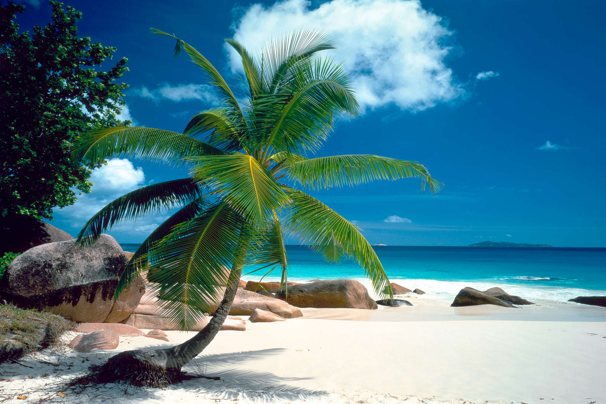             Strand Fototapete Palme mit blauem Meer auf Premium Glattvlies
        