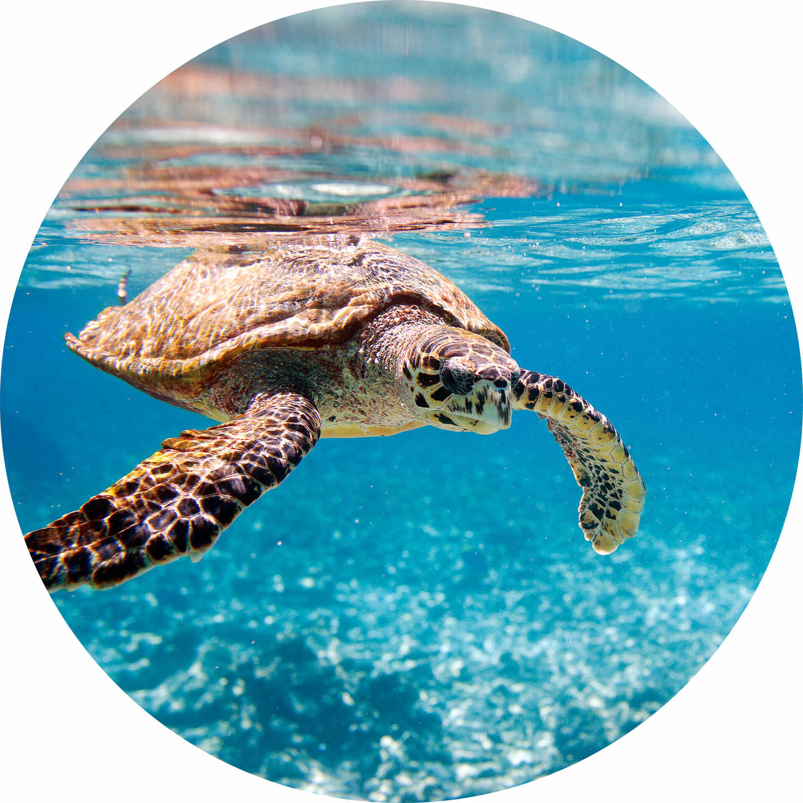 Fototapete rund Schildkröte unter Wasser

