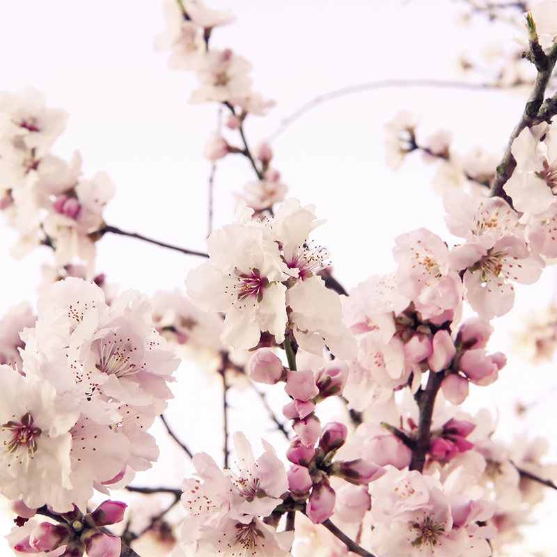 Natur Fototapete mit Kirschblüten – Perlmutt Glattvlies
