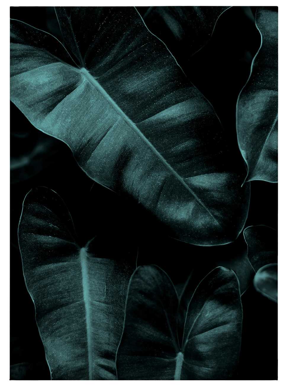             Kubstika Leinwandbild Blätter im Dschungeldesign – 0,50 m x 0,70 m
        
