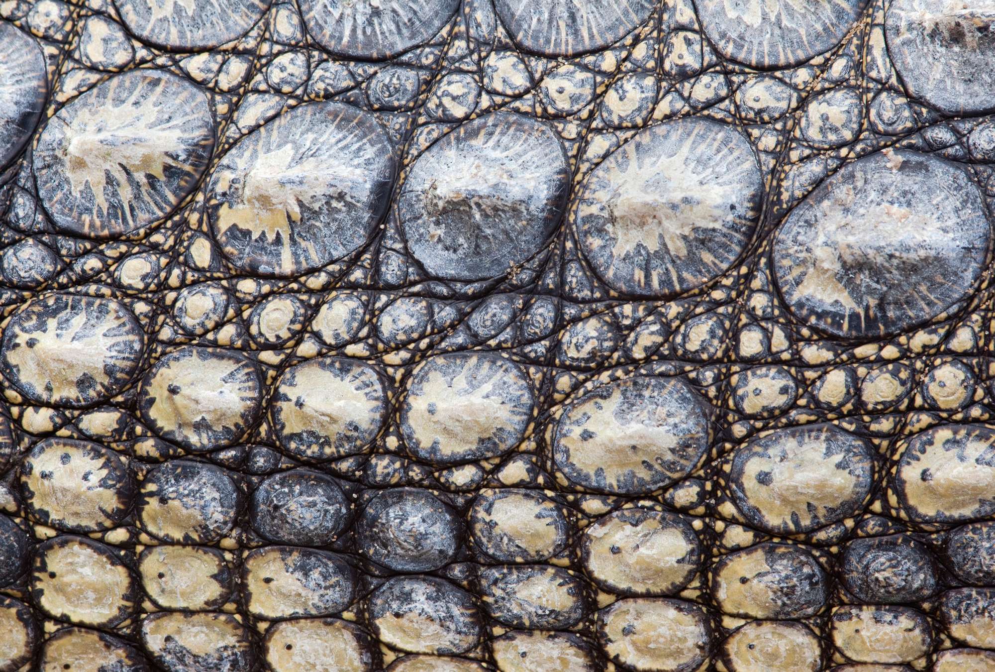             Krokodilhaut – Reptilien Look mit 3D Effekt
        