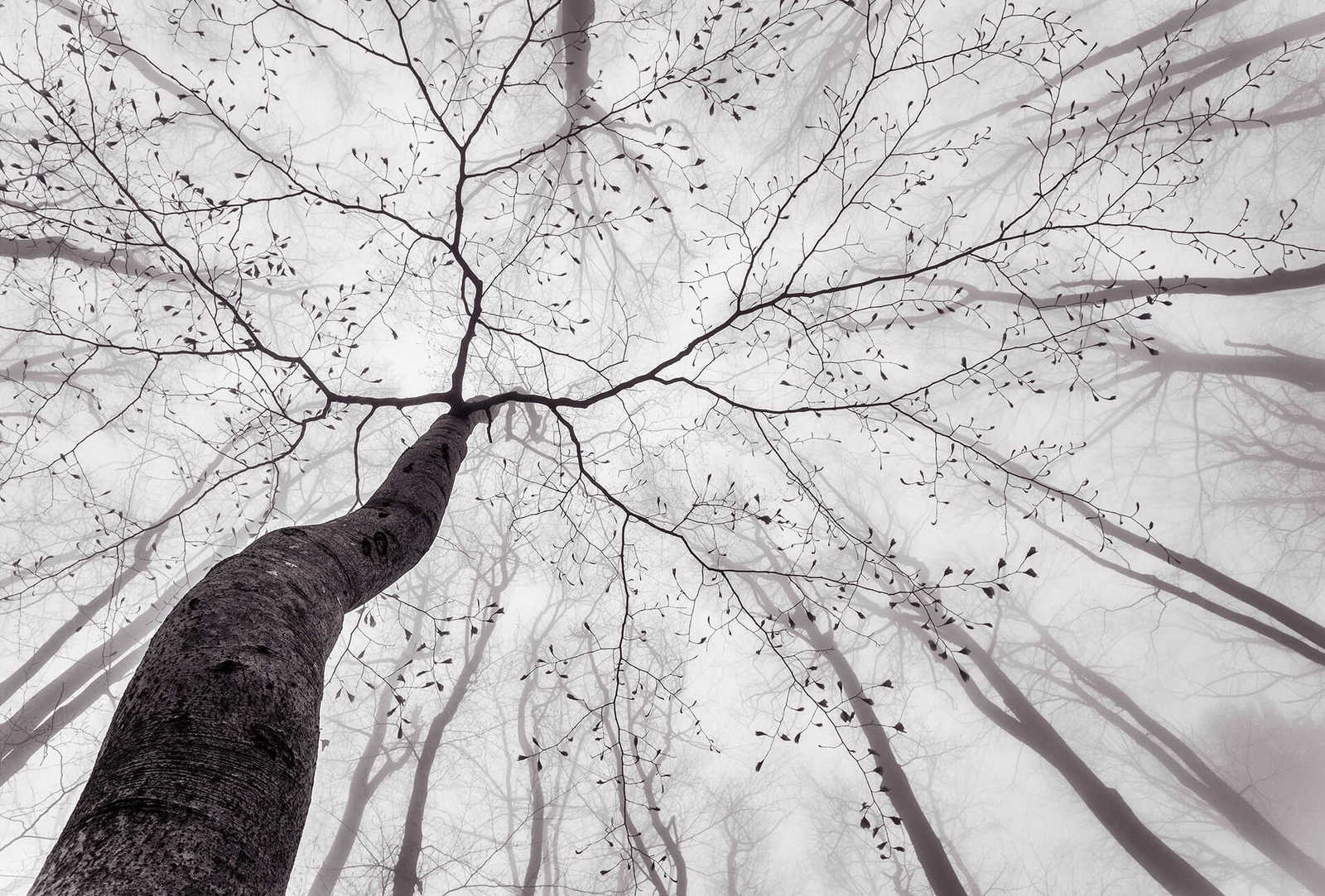 Schwarz-Weiß Fototapete Baumkronen im Nebel
