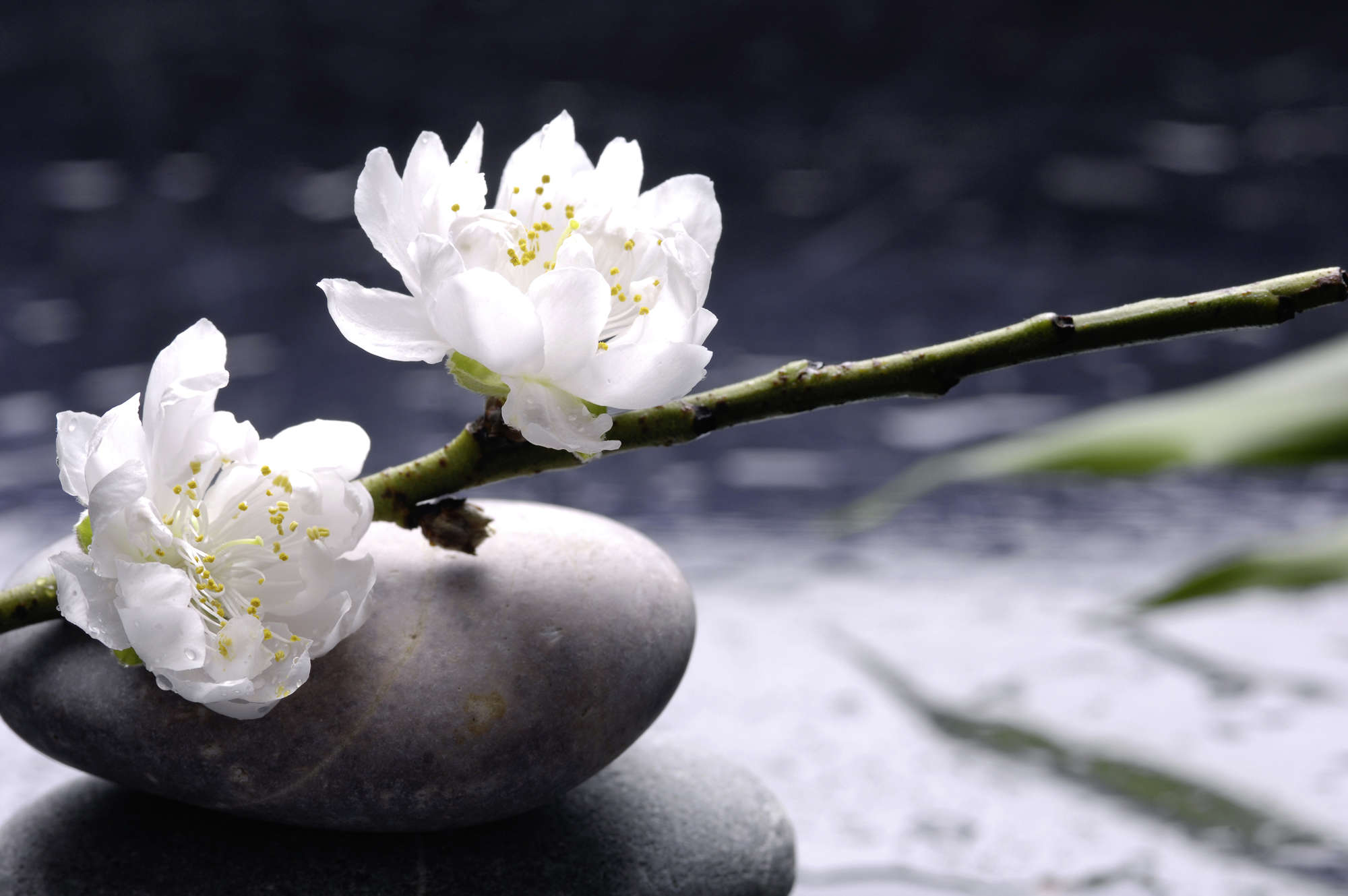             Spa Fototapete weiße Blumen auf Steinen auf Perlmutt Glattvlies
        