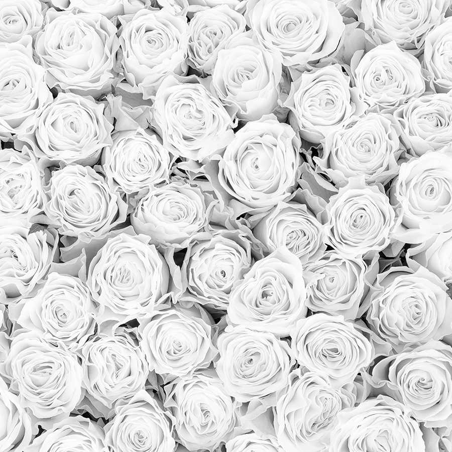 Pflanzen Fototapete weiße Rosen auf Strukturvlies
