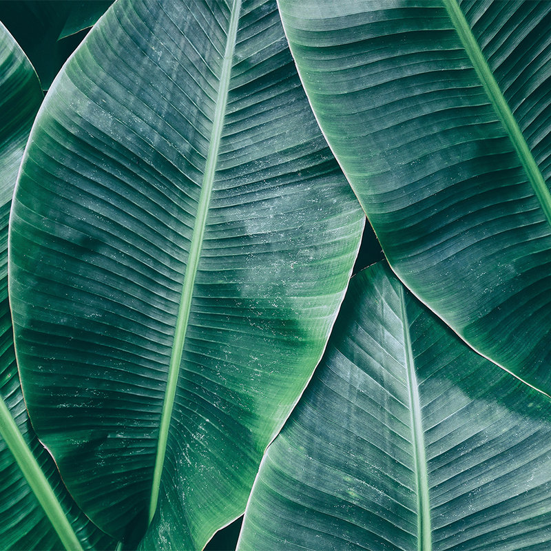             Dschungelfeeling mit Bananenblatt Fototapete – Grün
        