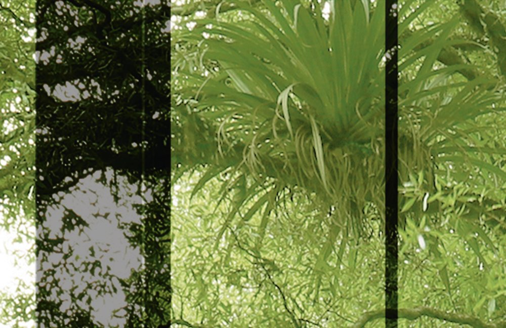             Rainforest 2 - Loftfenster Fototapete mit Dschungel Aussicht – Grün, Schwarz | Premium Glattvlies
        