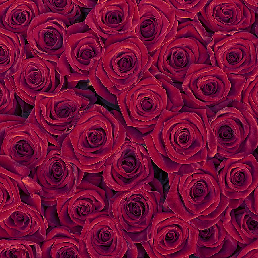 Pflanzen Fototapete rote Rosen auf Perlmutt Glattvlies
