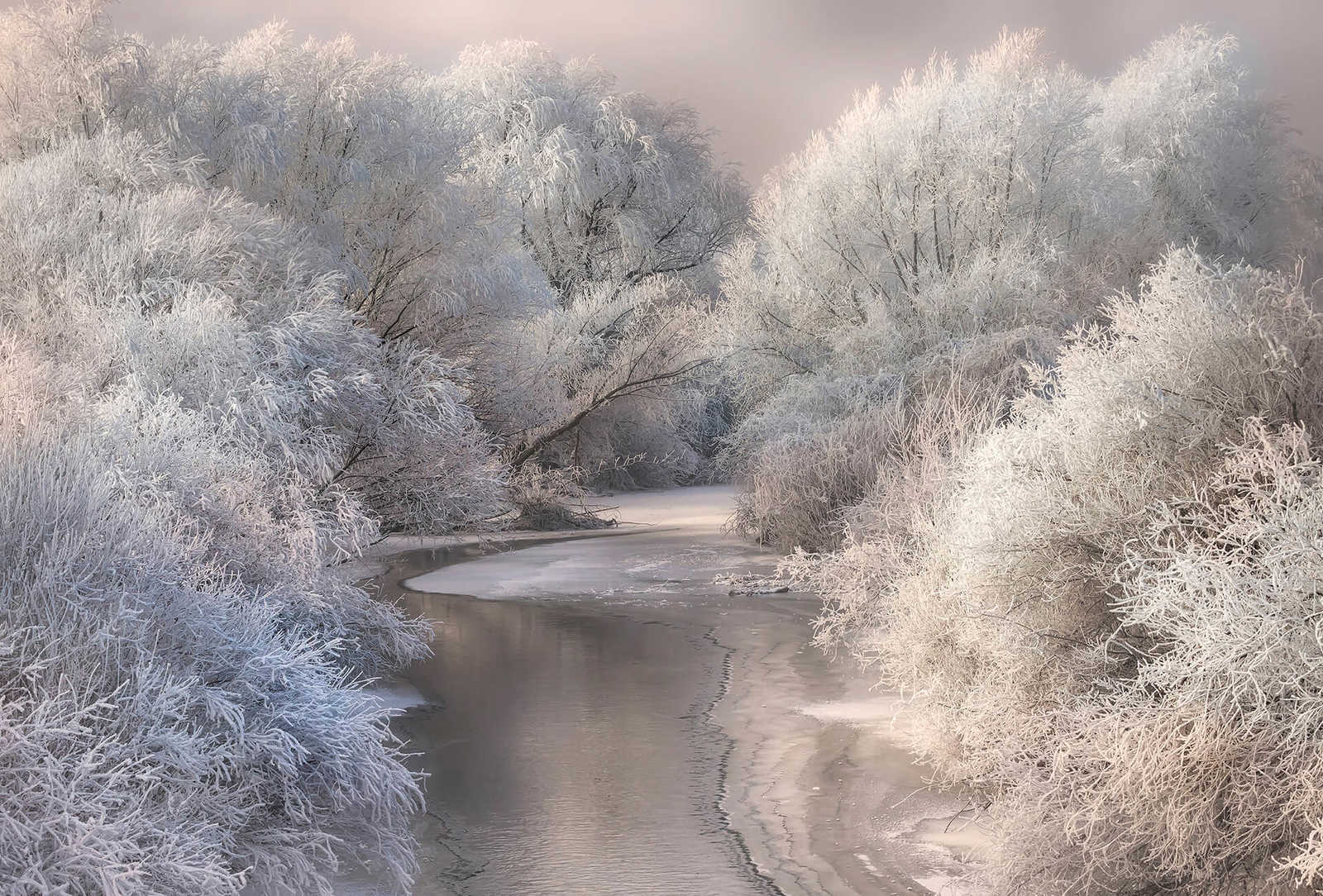 Fototapete gefrorener Wald mit Fluss – Weiß, Grau
