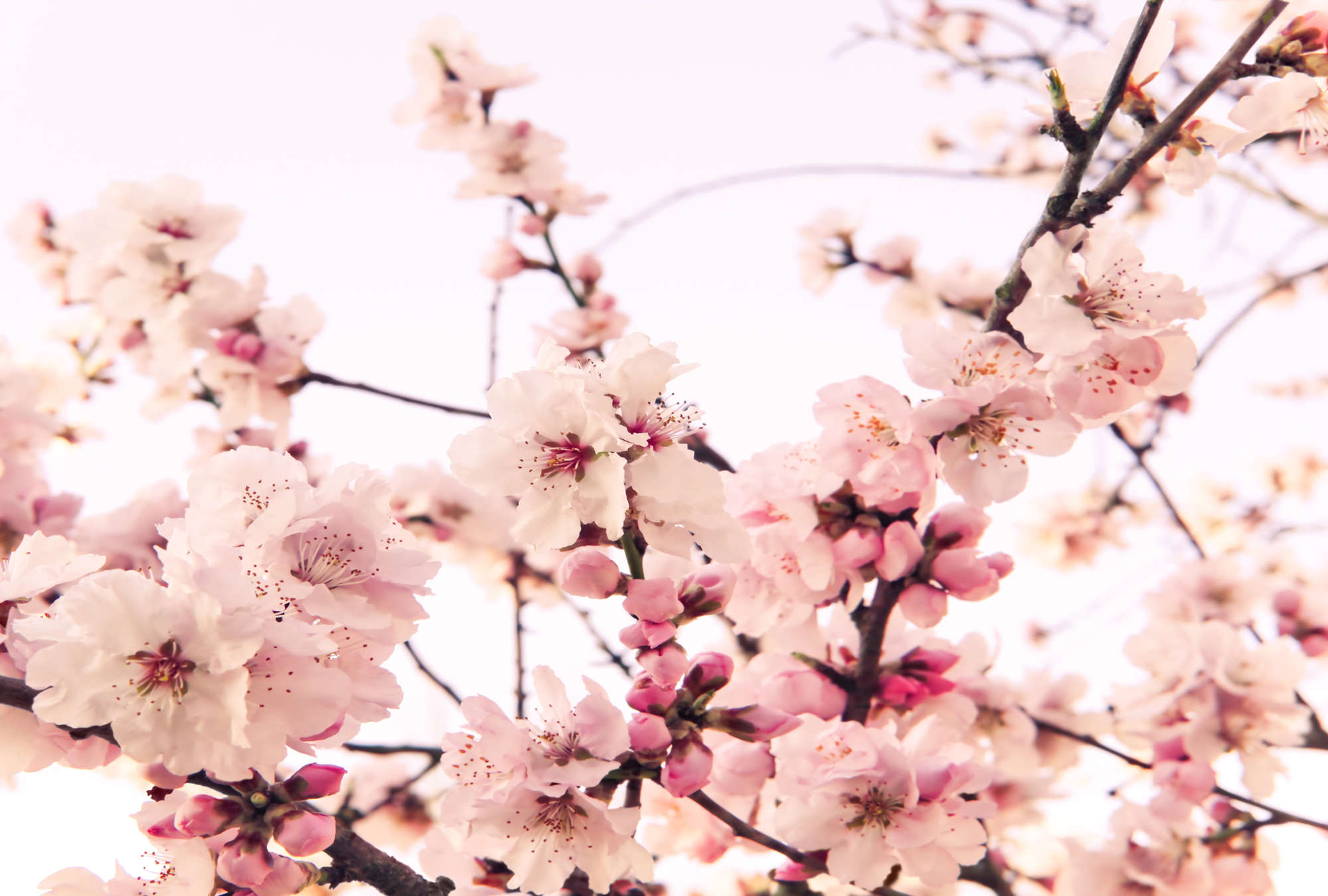             Pflanzen Fototapete blühende Kirschblüte auf Matt Glattvlies
        