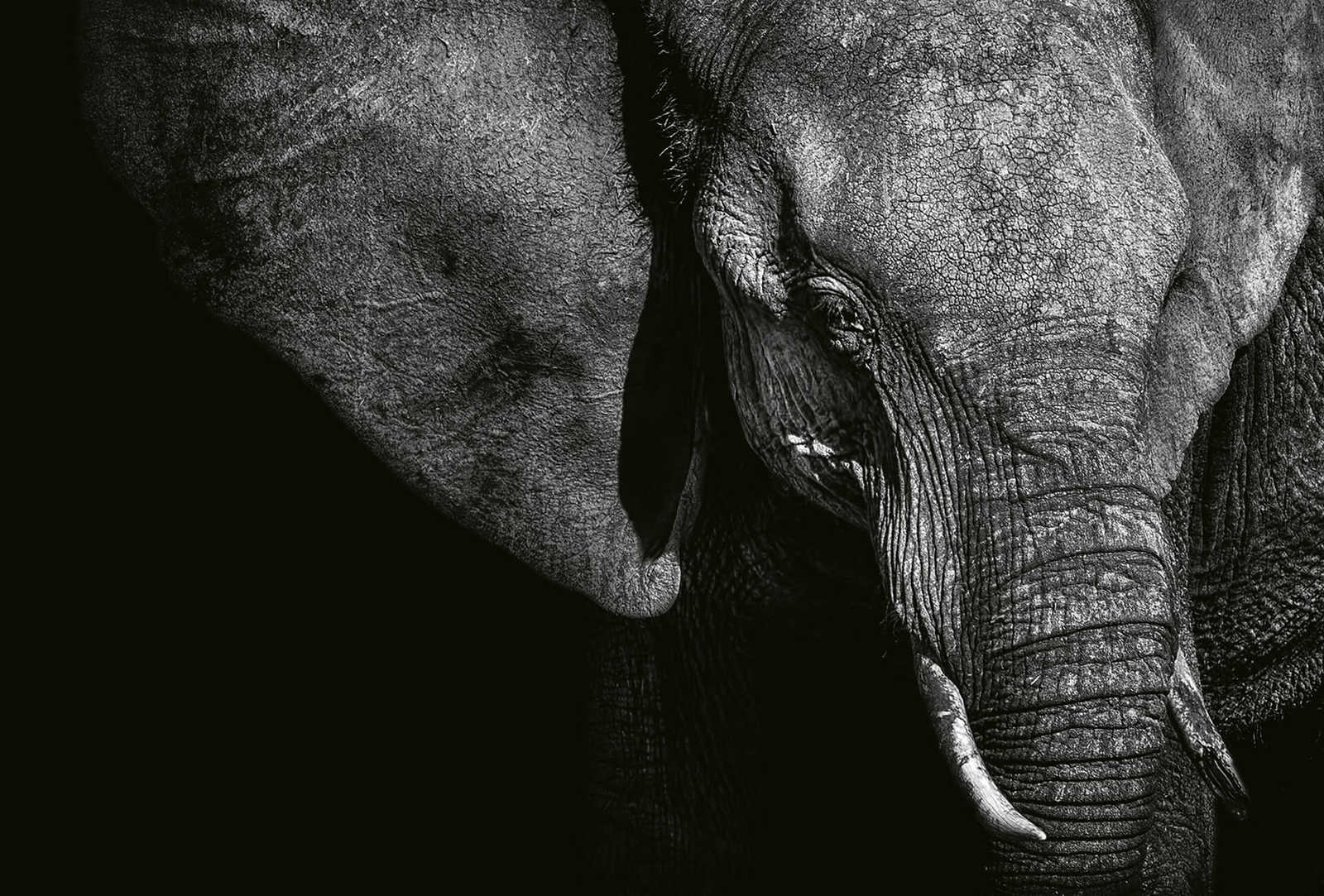 Fototapete Tier Elefant – Schwarz, Grau, Weiß
