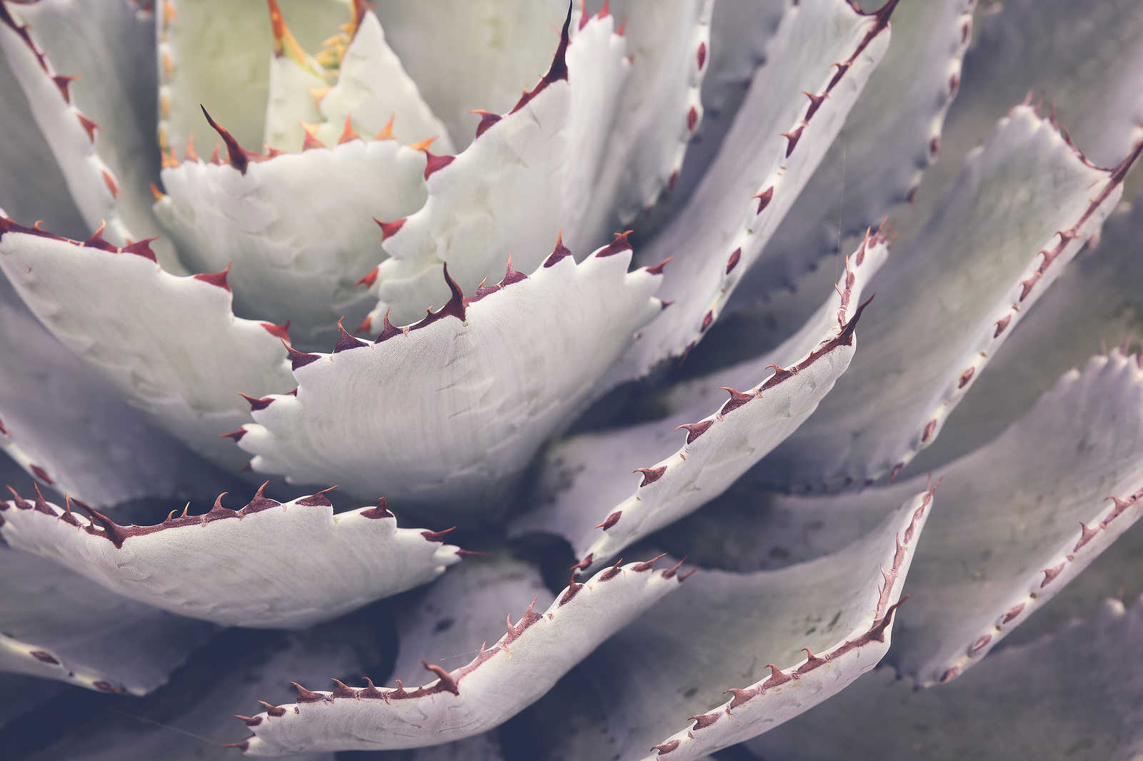             Leinwandbild mit Nahaufnahme von einem Kaktus – 0,90 m x 0,60 m
        