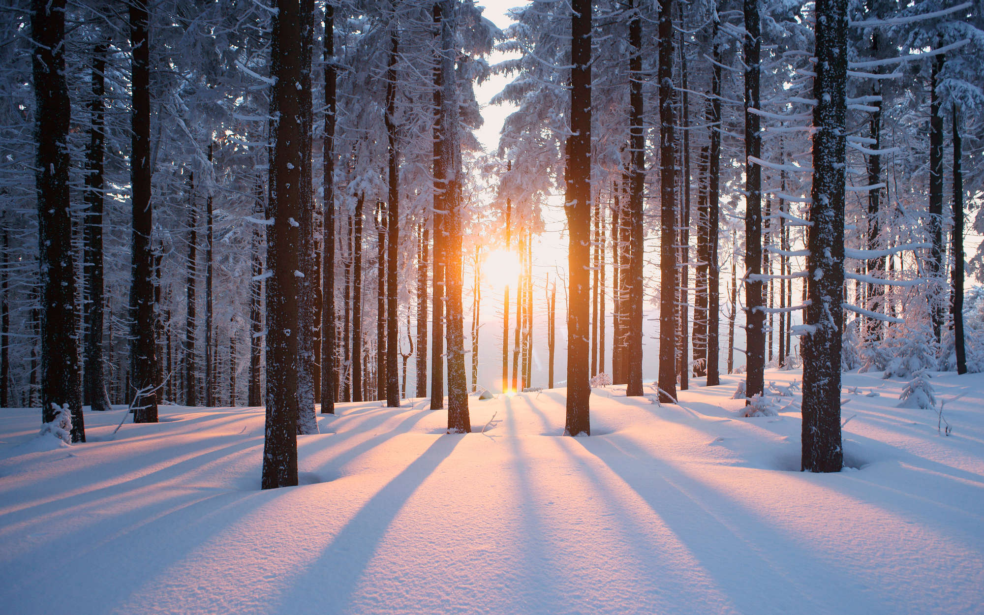             Fototapete Schnee im Winterwald – Perlmutt Glattvlies
        