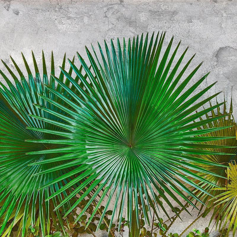 Fototapete Agavenblätter vor Betonwand – Grün, Grau
