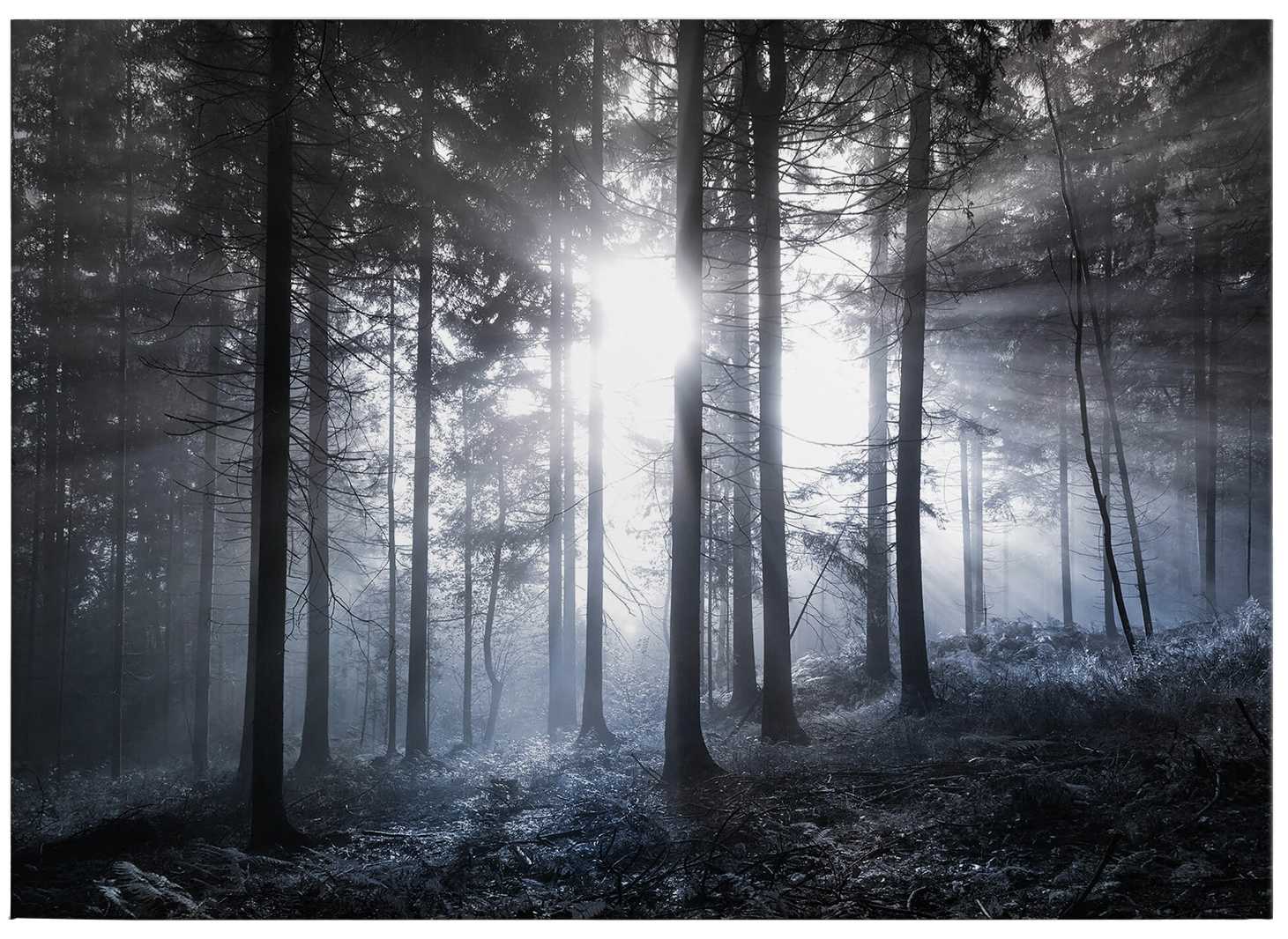             Leinwandbild Wald im Morgengrauen – 0,70 m x 0,50 m
        