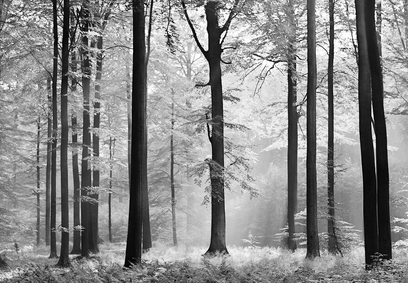 Blätterwald Fototapete Grau-Weiß – Schwarz, Weiß, Grau

