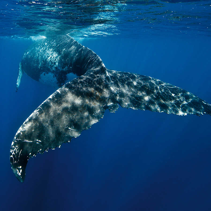 Meeres Fototapete mit Wal Flosse auf Perlmutt Glattvlies

