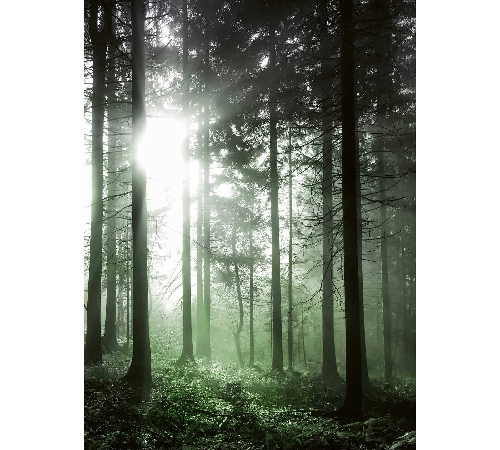 Fototapete Sonnenstrahlen im Wald – Grün, Schwarz, Weiß
