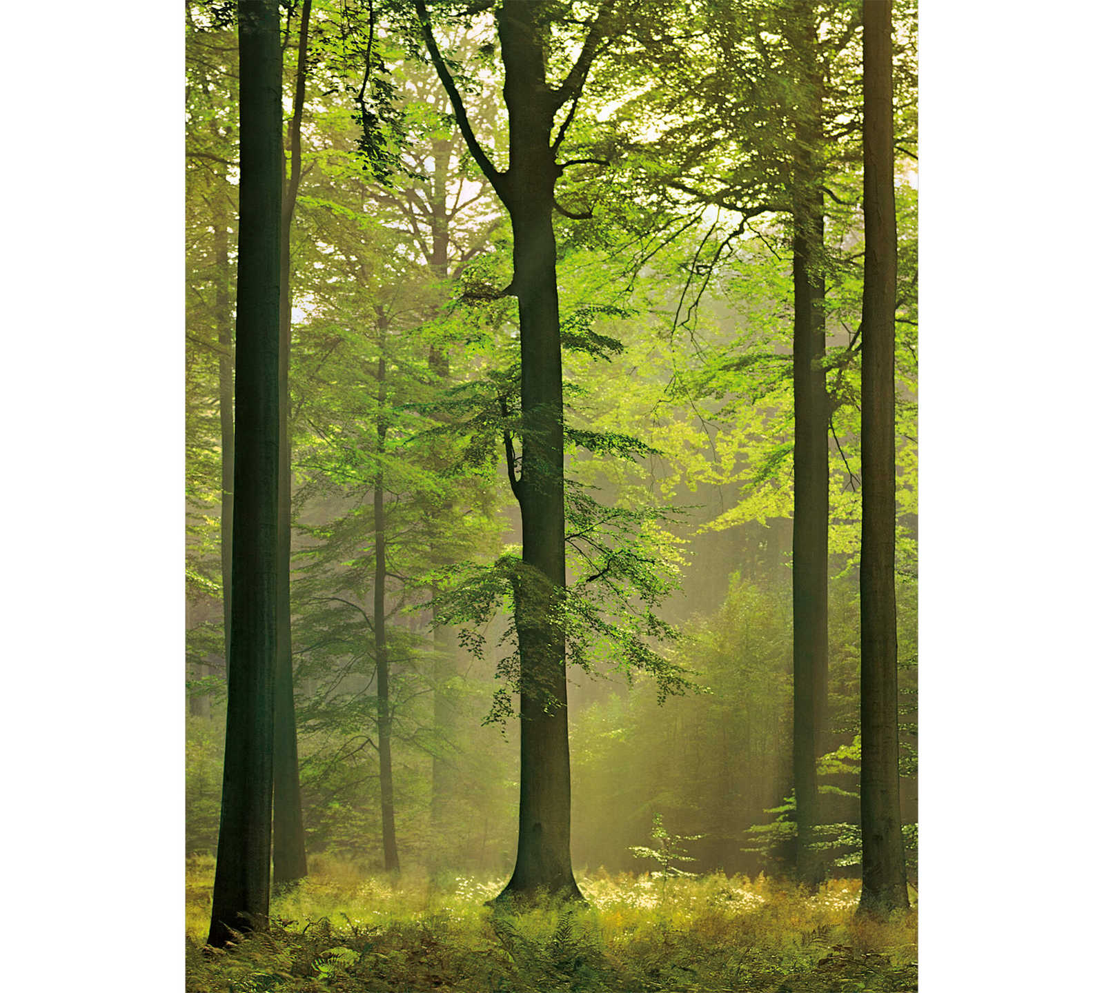 Fototapete grünes Wald-Motiv im Hochformat
