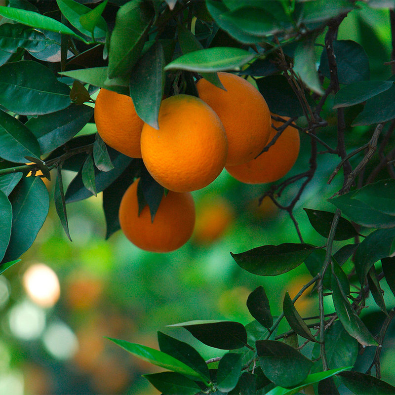 Fototapete Baum mit Früchten – Perlmutt Glattvlies
