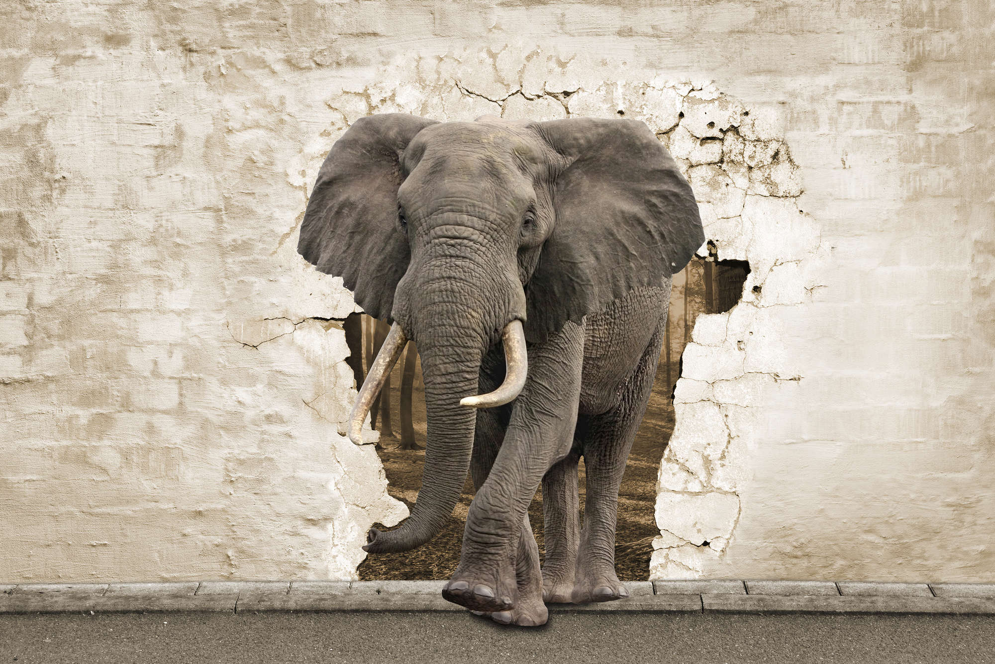             Tier Motiv Fototapete Elefant in der Wand auf Matt Glattvlies
        