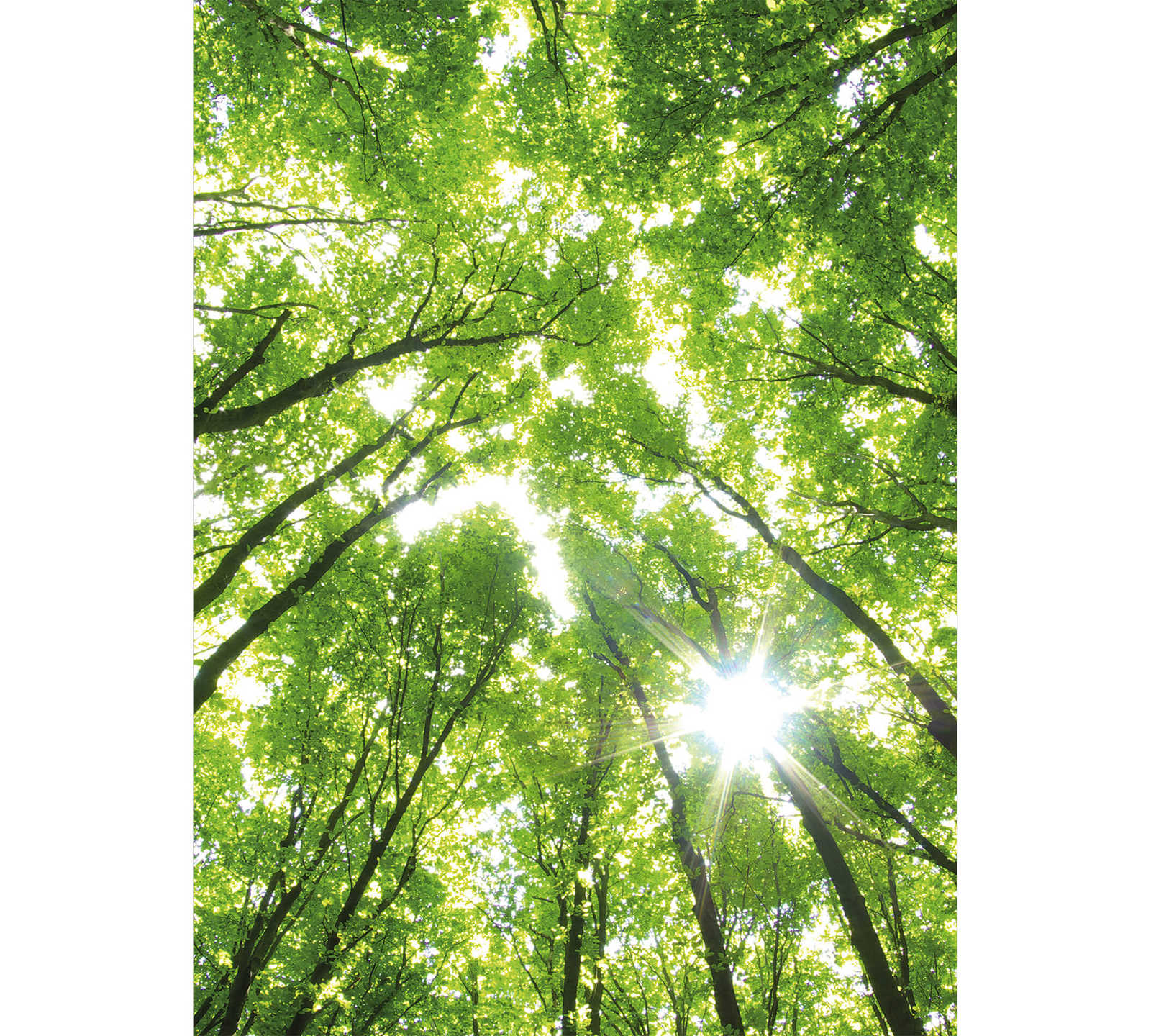 Fototapete rund vernebelter Wald – Grün, Braun, Weiß
