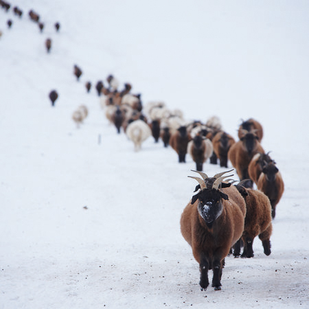         Herde – Fototapete Tiere im Schnee
    