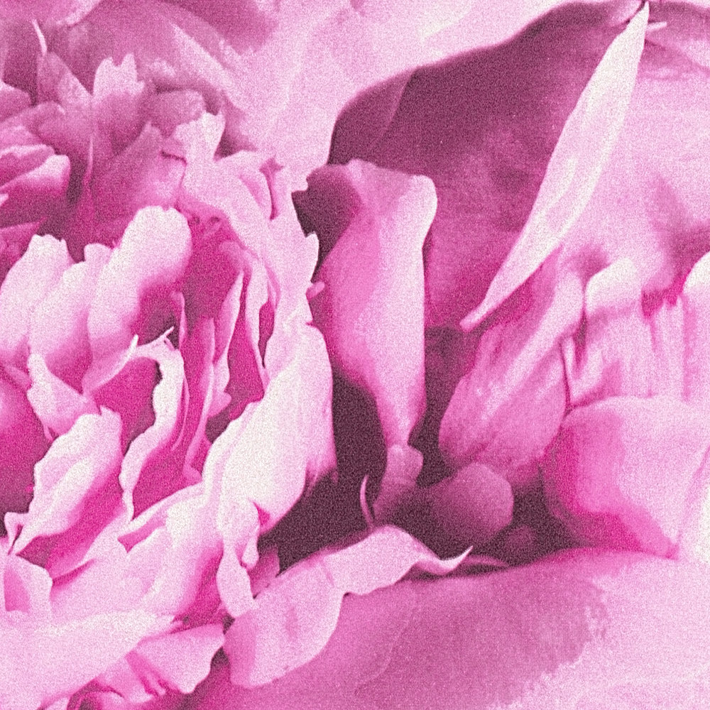             Blumentapete Rosen mit Schimmer Effekt – Rosa
        