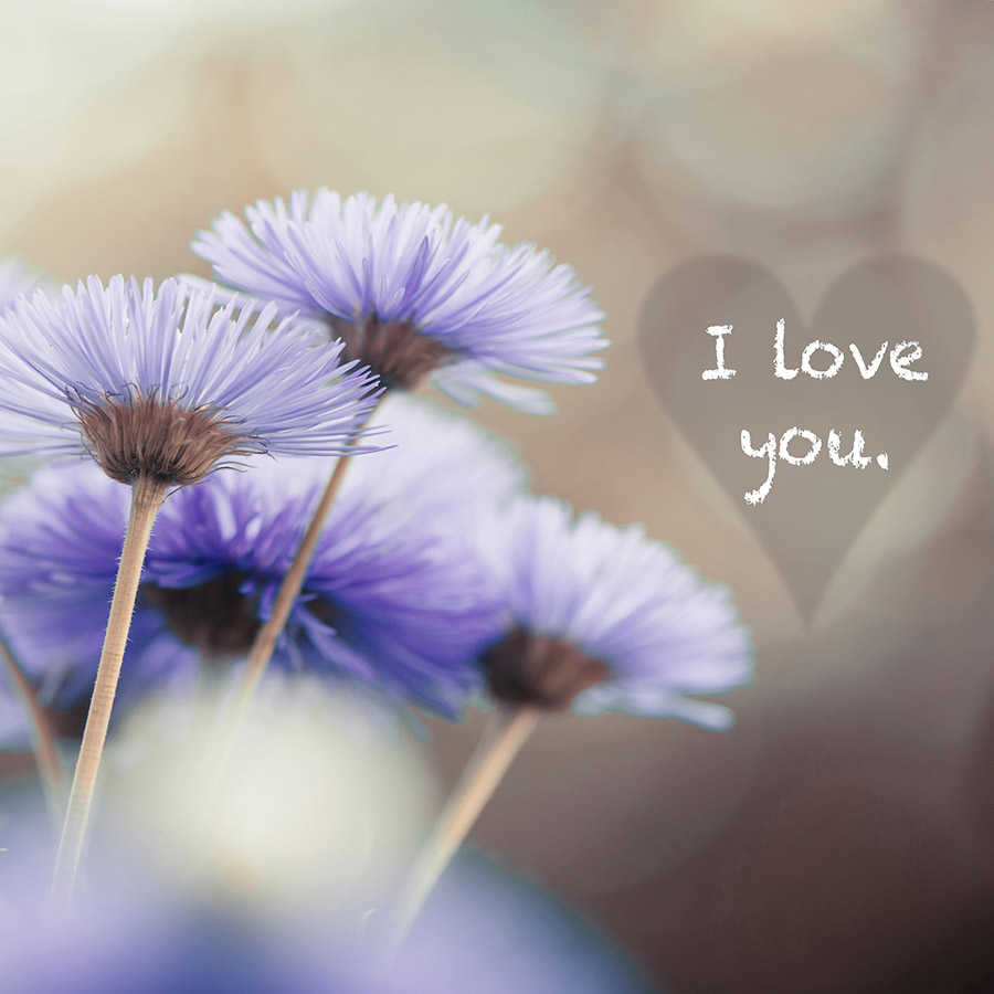 Fototapete Blumen in Violett mit Schriftzug "I love you" – Strukturiertes Vlies
