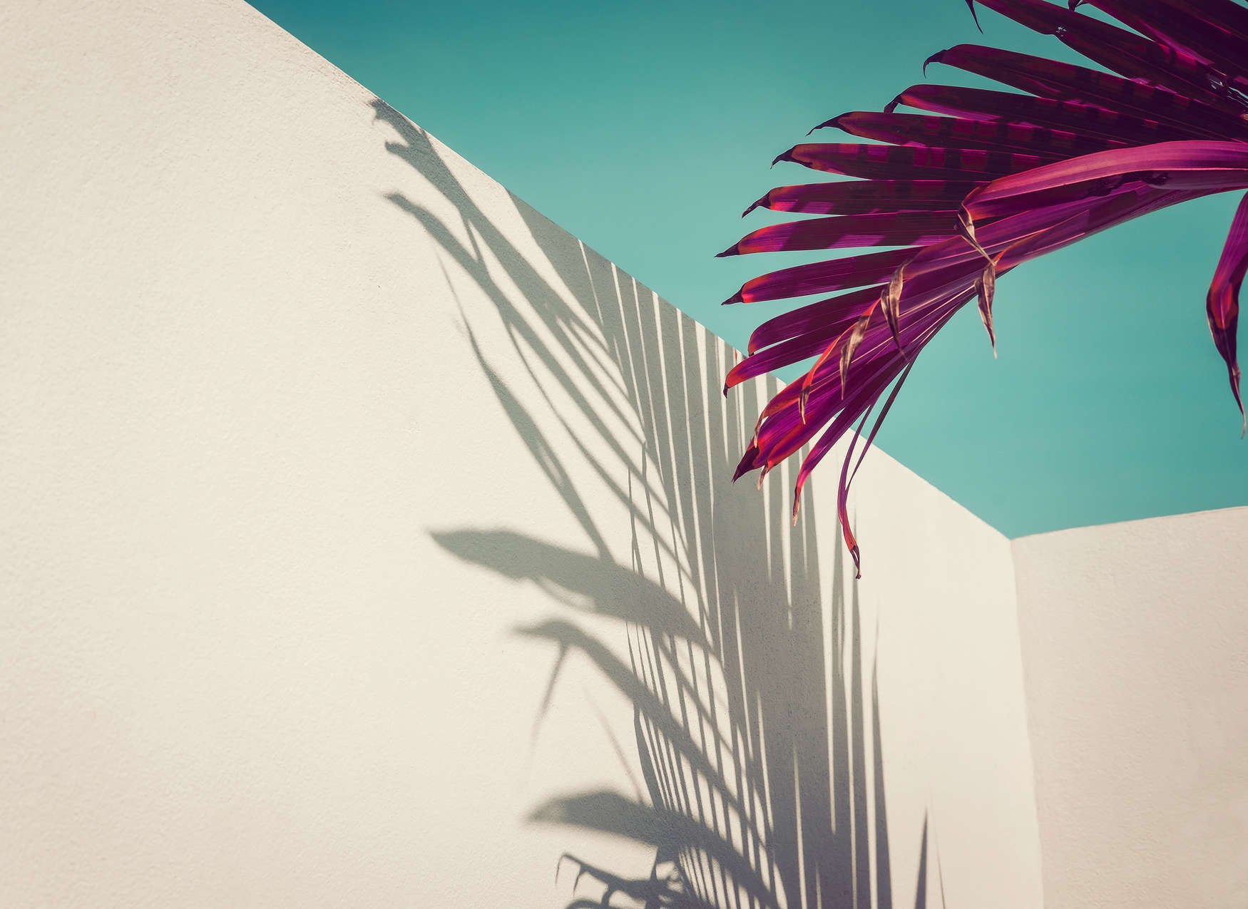             Fototapete mit Palmblatt und Schatten an Betonwand – Lila, Türkis, Weiß
        