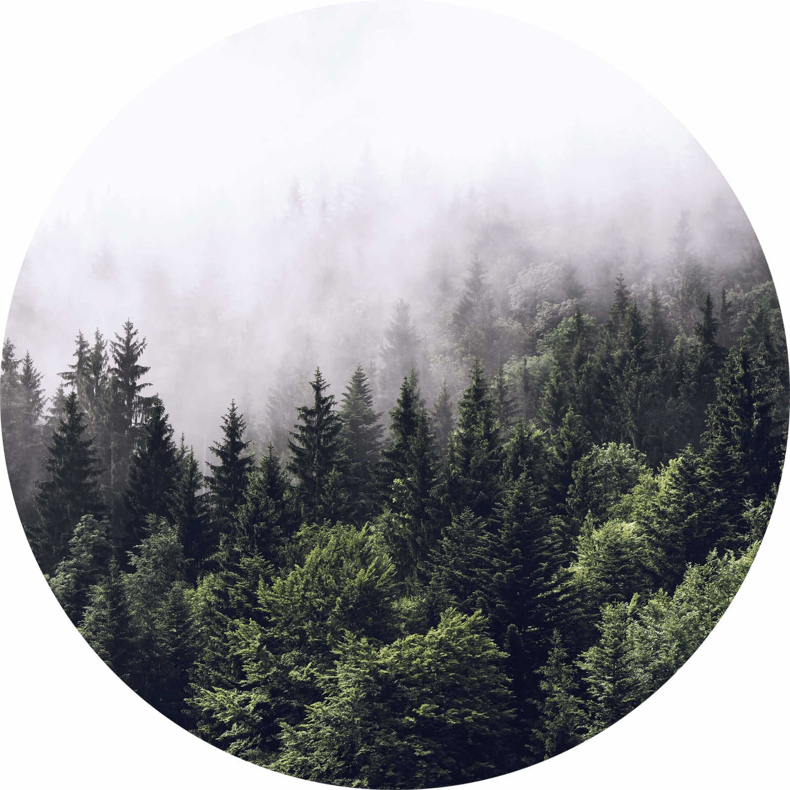         Runde Fototapete Wald im Nebel – Grün, Weiß
    