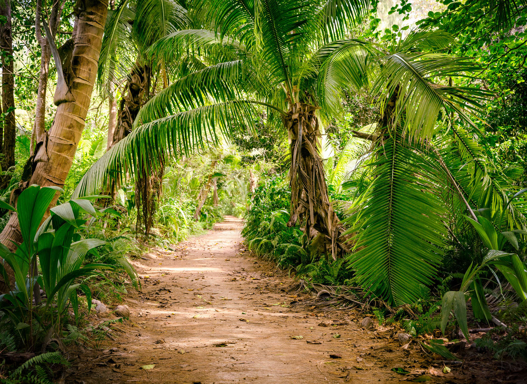             Palmenweg durch eine tropische Landschaft – Grün, Braun
        