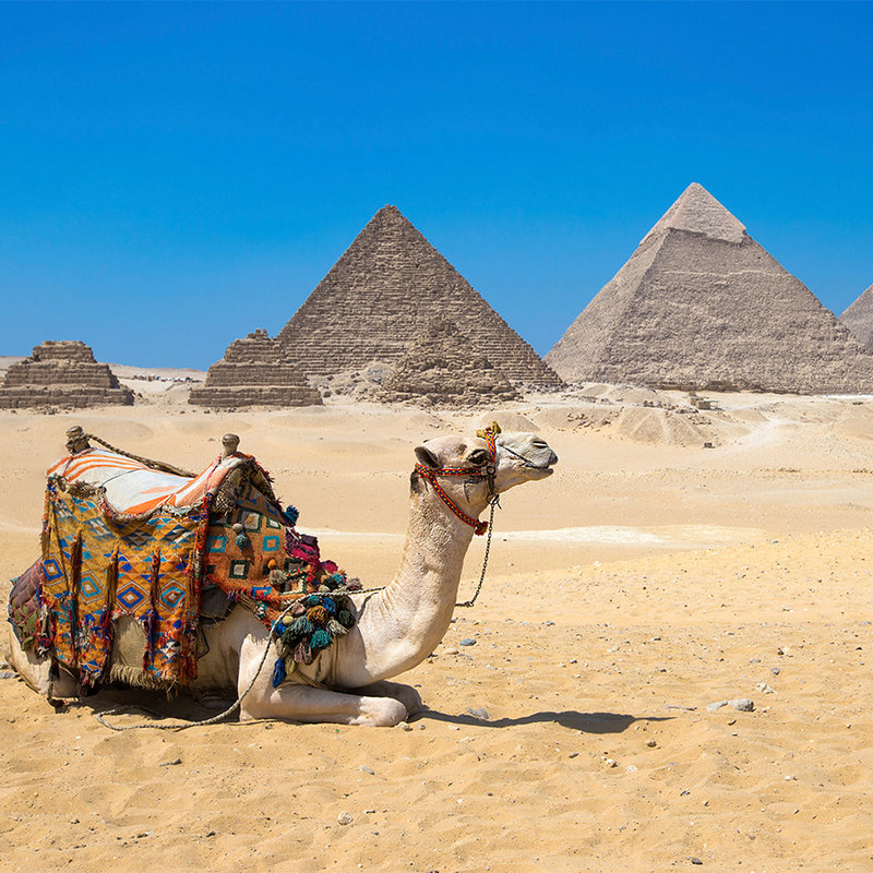 Fototapete Pyramiden von Gizeh mit Kamel – Perlmutt Glattvlies
