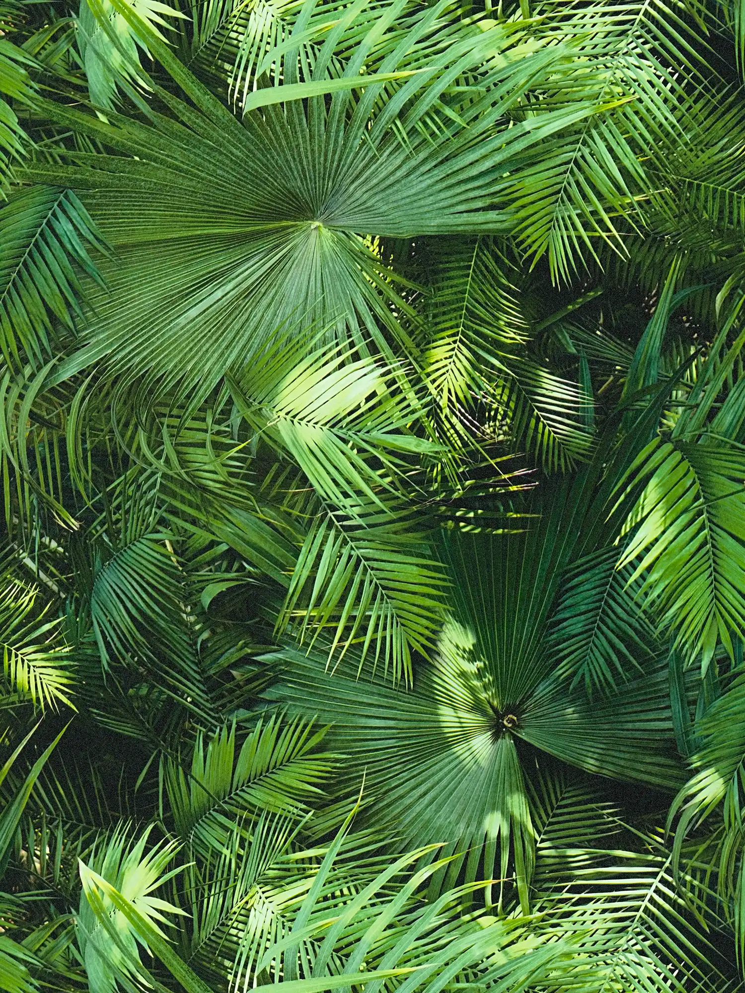        Blätter Muster im Dschungel-Look, Farn Optik – Farn Optik
    