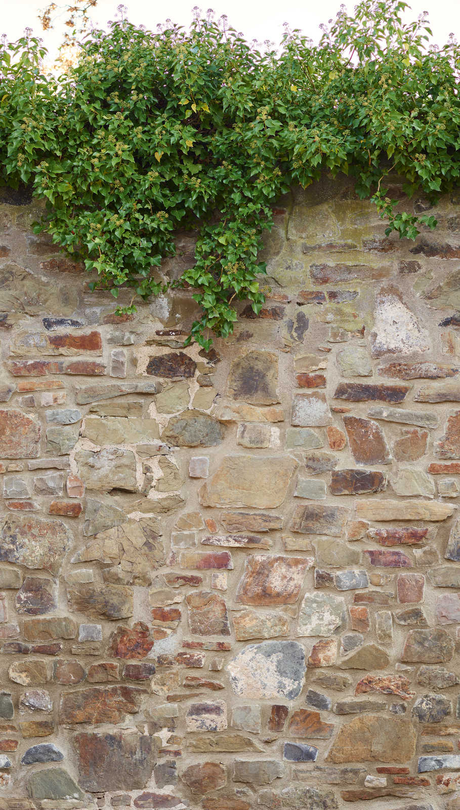             Steinwandoptik Tapete mit Efeusträuchern – Beige, Braun, Grün
        