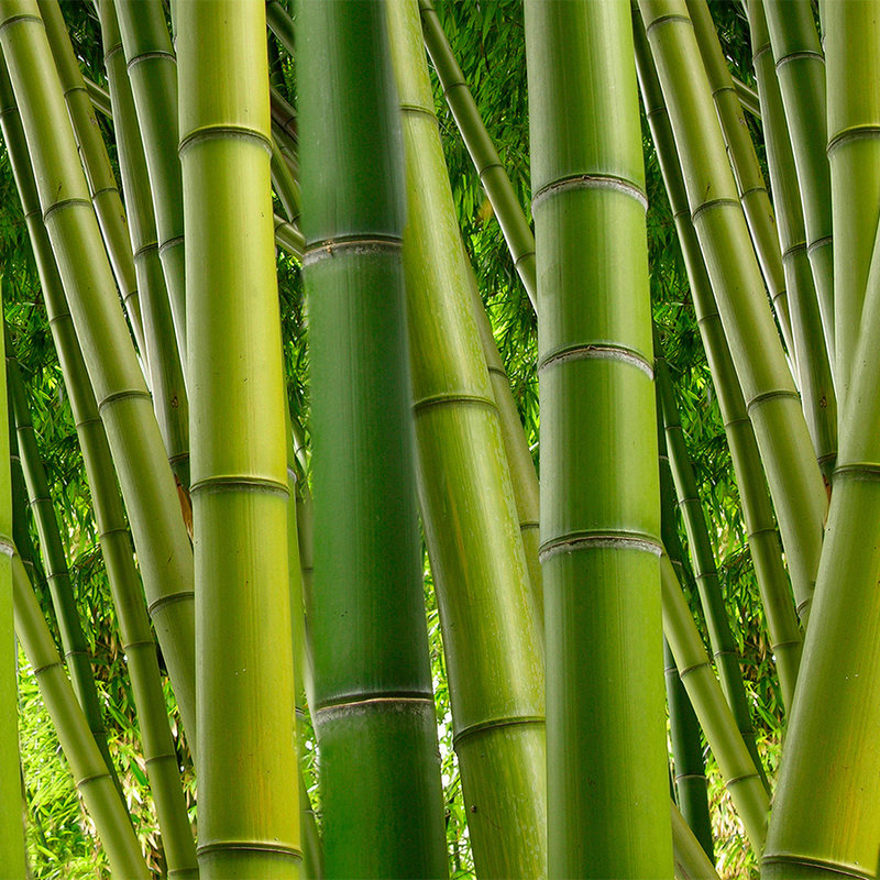 Natur Fototapete Bambus in Grün – Mattes Glattvlies
