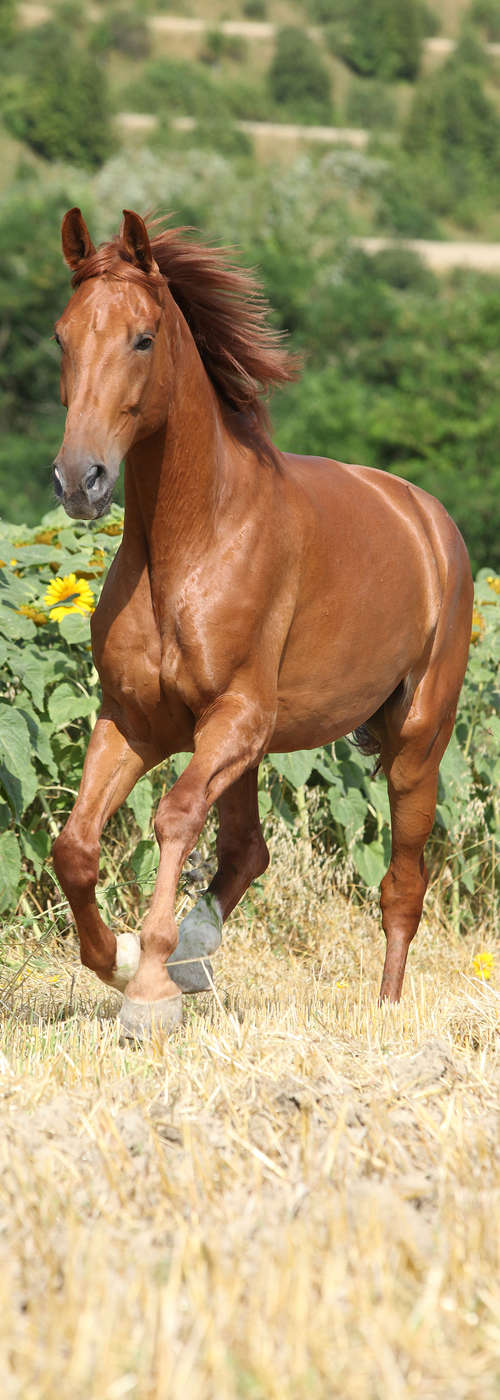             Tier Fototapete galoppierendes Pferd auf Premium Glattvlies
        