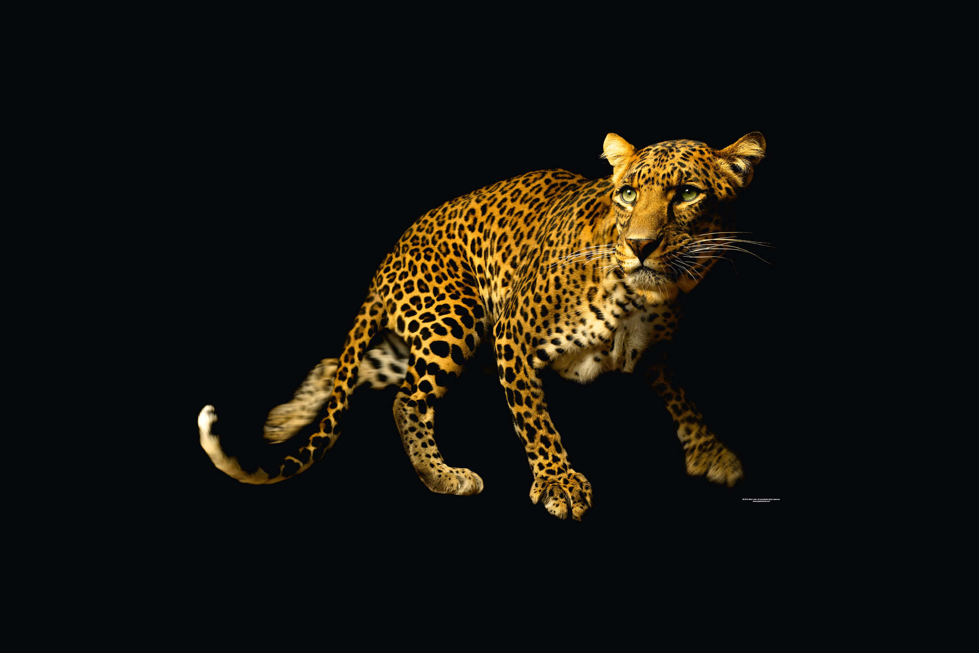             Leopard – Fototapete mit Tier-Portrait
        