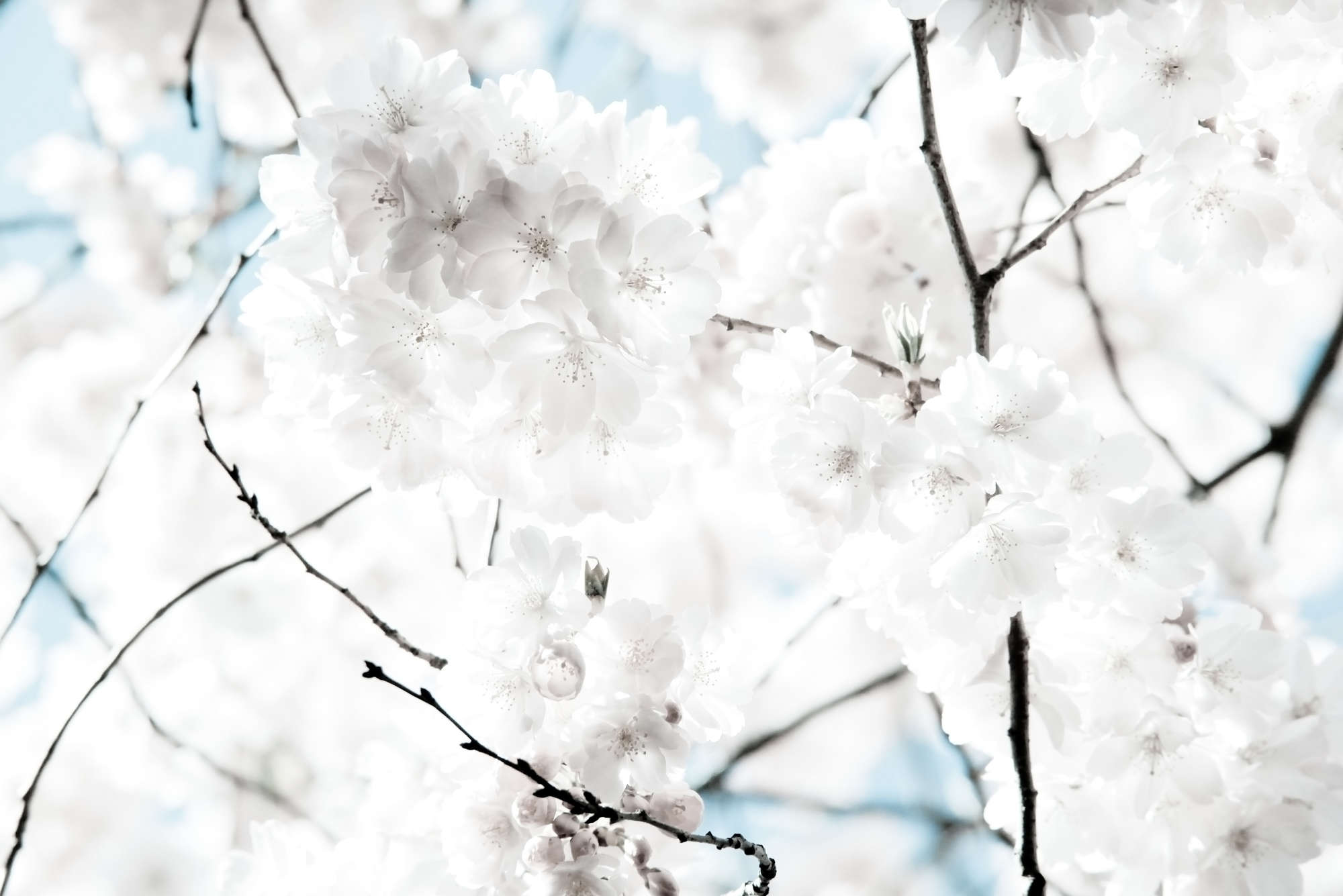             Fototapete Nahaufnahme von weißen Blüten – Strukturiertes Vlies
        