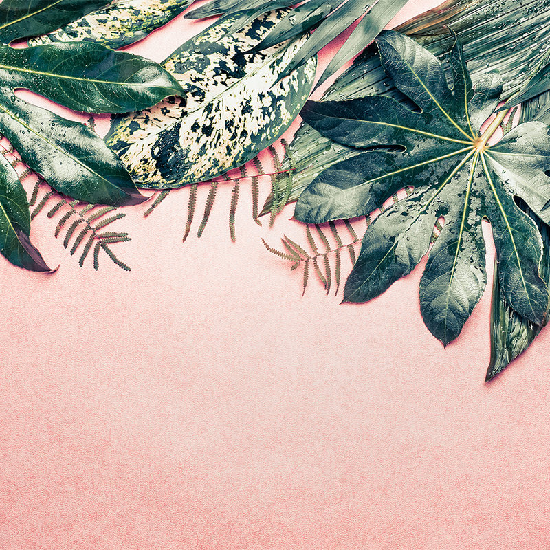 Fototapete Blätter Muster Monstera – Rosa, Grün
