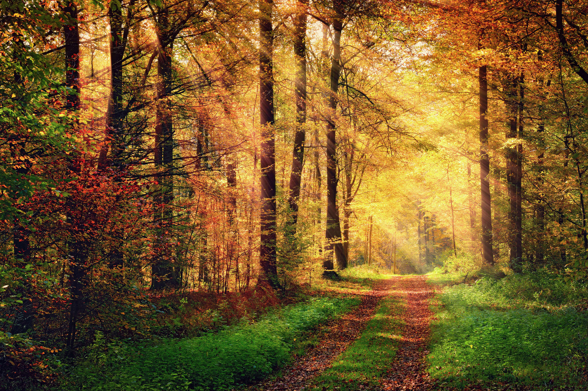             Natur Fototapete Waldweg im Herbst auf Perlmutt Glattvlies
        